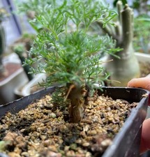 Sarcocaulon herrei random for sale  Shipping to United Kingdom