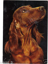 Setter irlandais d'occasion  Nogent