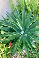 Agave desmettiana live for sale  Bradenton