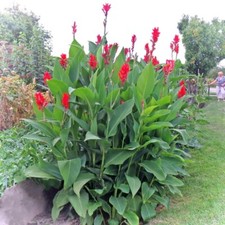 Canna lily bulbs for sale  Riverview