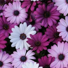 Osteospermum seeds seeds for sale  Aberdeen