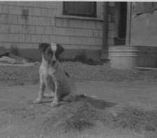 Cute adorable puppy for sale  Mission