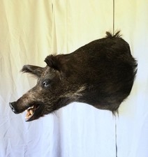 Bristled hairy black for sale  USA