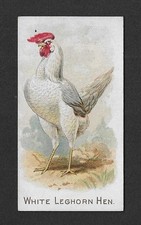 leghorn white hens for sale  Rancho Santa Margarita