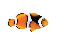 Pack true percula for sale  Haslet