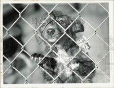 1970 press photo for sale  Memphis