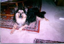 1990s german shepherd for sale  Buena Park