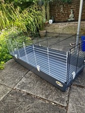 Guinea pig rabbit for sale  SALISBURY