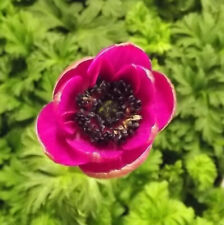 Anemone coronaria sylphide gebraucht kaufen  Erfurt