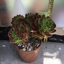 Aeonium green lemon for sale  UK
