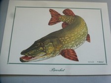 Ancienne lithographie poisson d'occasion  Moncoutant