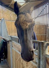 bitless bridle for sale bitless bridle for sale CHIPPENHAM