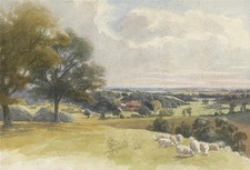 Sheep rural landscape for sale Sheep rural landscape for sale  UK
