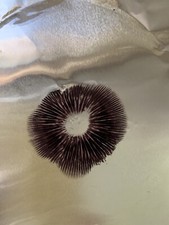 Mushroom seed spores for sale  Port Saint Joe