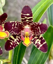 Orchid Orchidee Orquídea Ansellia africana sp. Africa  (6 Sr) na sprzedaż  PL
