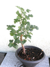Bonsai utdoor weissdorn gebraucht kaufen  Neustadt a.d.Donau