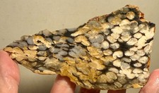 Rare peanut petrified for sale  Westminster
