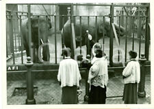 1942 roma zoo usato  Milano