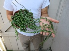 String pearls succulent for sale  Garden Grove