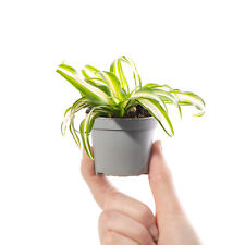 Baby spider plant for sale  UK