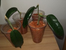Hoya globulosa gebraucht kaufen  Neustadt a.d.Waldnaab