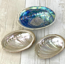 Iridescent abalone shells for sale  WOKING