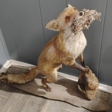 Fox full body for sale  Dundalk