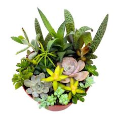 succulent designs for sale succulent designs for sale Apopka