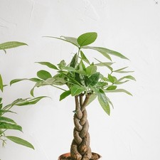 Braid money tree for sale  Hudson