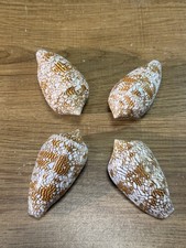 Lot collectible shells d'occasion  Expédié en Belgium