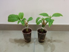 Engelstrompete brugmansia jung gebraucht kaufen  Radebeul