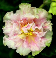 houseplants offer for sale houseplants offer for sale Temple