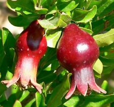 Samen exotisch zier gebraucht kaufen  Calw