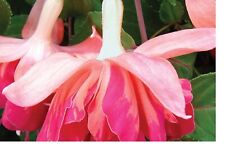 Fuchsia double plug for sale  SWANLEY