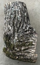 Post oak log for sale  Livingston