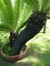 Dioon edule palma usato  Napoli