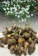 100 leucojum aestivum for sale  ALFRETON