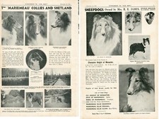 Collie shetland sheepdog for sale  COLEFORD