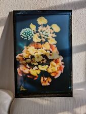 Wandbild rchidee modern gebraucht kaufen  Lemgo