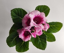 Bouture gloxinia feuille d'occasion Bouture gloxinia feuille d'occasion  Châteauroux