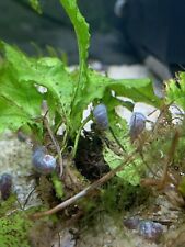 Mixed ramshorn snails for sale  CREDITON