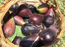 Pianta fico moro usato  Pisa