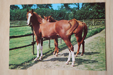 Pferde postkarte horse gebraucht kaufen  Berlin