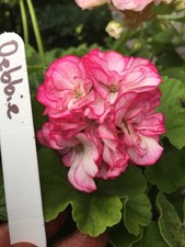 Pelargonium geranium zonal for sale  NORTHWICH
