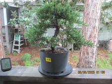 Specimen bonsai tree for sale  Gainesville