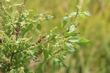 Piatto moscato basilico usato  Spedire a Italy