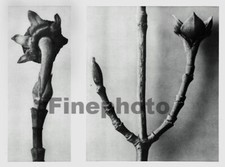 1929 karl blossfeldt for sale  Tampa