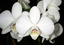 Phalaenopsis amabilis formosan for sale  Gaylord