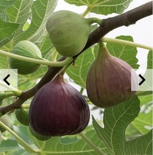 Fig tree ficus for sale  MARCH