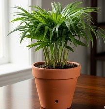 Houseplant lady palm for sale  Homestead